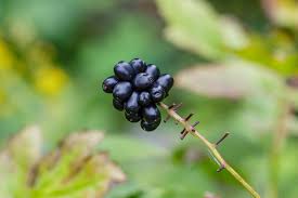 Attēlu rezultāti vaicājumam “Actaea spicata fruit”