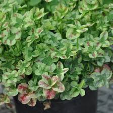 Attēlu rezultāti vaicājumam “Trifolium repens leaf”