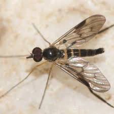 Attēlu rezultāti vaicājumam “Tetanops myopina”