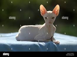 Attēlu rezultāti vaicājumam “Felis silvestris catus adult”