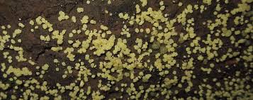 Attēlu rezultāti vaicājumam “Hypocrea gelatinosa”