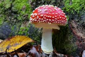 Attēlu rezultāti vaicājumam “Amanita muscaria”