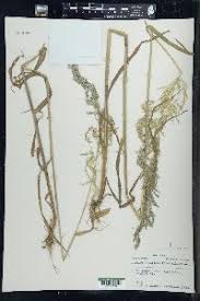 Attēlu rezultāti vaicājumam “Cinna latifolia”