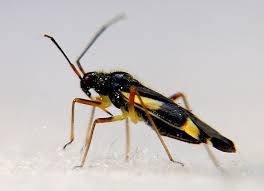 Attēlu rezultāti vaicājumam “Dryophilocoris flavoquadrimaculatus imago”