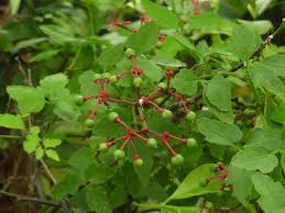 Attēlu rezultāti vaicājumam “Parthenocissus quinquefolia fruit”