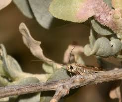 Attēlu rezultāti vaicājumam “Scythris limbella”