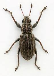 Attēlu rezultāti vaicājumam “Sitona sp.”