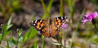 Attēlu rezultāti vaicājumam “Vanessa cardui underside”