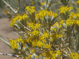 Attēlu rezultāti vaicājumam “Bilimbia tetramera”