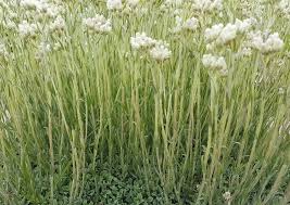 Attēlu rezultāti vaicājumam “Antennaria dioica leaf”