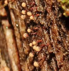 Attēlu rezultāti vaicājumam “Cribraria aurantiaca”