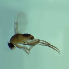 Attēlu rezultāti vaicājumam “Phoridae”