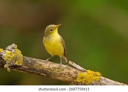 Attēlu rezultāti vaicājumam “Hippolais icterina”