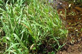 Attēlu rezultāti vaicājumam “Phalaroides arundinacea fruit”