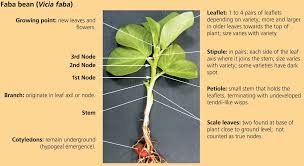 Attēlu rezultāti vaicājumam “Vicia faba leaf”