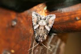 Attēlu rezultāti vaicājumam “Lacanobia contigua”