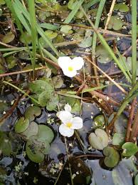 Attēlu rezultāti vaicājumam “Hydrocharis morsus-ranae leaf”