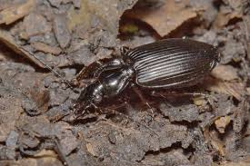 Attēlu rezultāti vaicājumam “Limodromus assimilis”