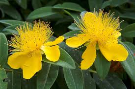 Attēlu rezultāti vaicājumam “Hypericum perforatum flower”