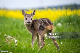 Attēlu rezultāti vaicājumam “Capreolus capreolus”