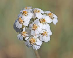 Attēlu rezultāti vaicājumam “Achillea millefolium”