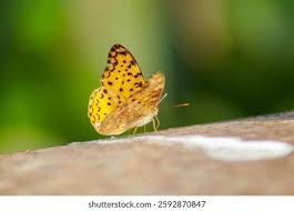 Image result for Papilionoidea