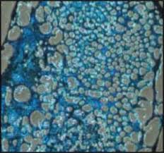 Attēlu rezultāti vaicājumam “Diderma chondrioderma macro”