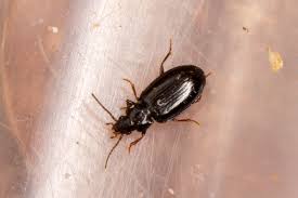 Attēlu rezultāti vaicājumam “Tachyta nana”