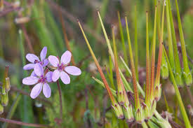 Attēlu rezultāti vaicājumam “Erodium cicutarium”
