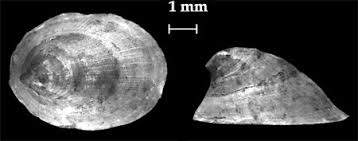 Attēlu rezultāti vaicājumam “Ancylus fluviatilis”