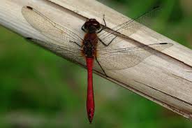 Attēlu rezultāti vaicājumam “Sympetrum sanguineum male”