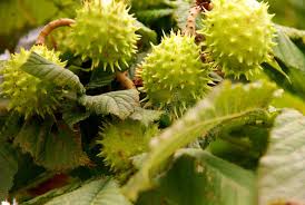 Attēlu rezultāti vaicājumam “Aesculus x hybrida fruit”