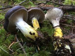 Attēlu rezultāti vaicājumam “Gomphidius glutinosus”