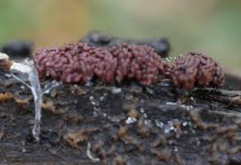 Attēlu rezultāti vaicājumam “Arcyria helvetica young”