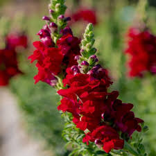 Image result for Antirrhinum majus maximum