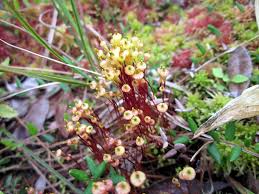 Attēlu rezultāti vaicājumam “Splachnum ampullaceum”