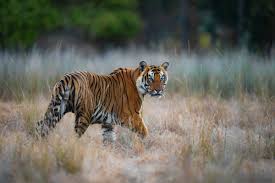 Afbeeldingsresultaat voor tijgers