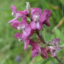 Attēlu rezultāti vaicājumam “Corydalis cava flower”