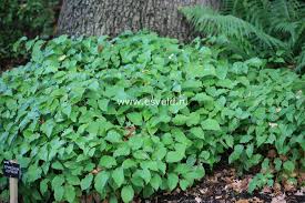 Attēlu rezultāti vaicājumam “Epimedium alpinum”