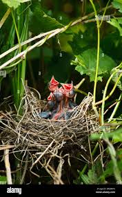 Attēlu rezultāti vaicājumam “Sylvia borin nest”