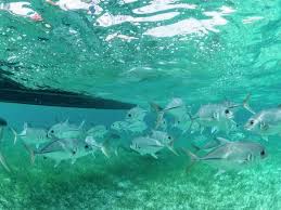 Image result for Caranx latus