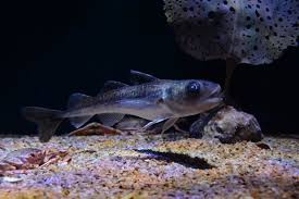 Image result for Boreogadus saida