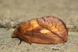 Attēlu rezultāti vaicājumam “Euthrix potatoria imago”