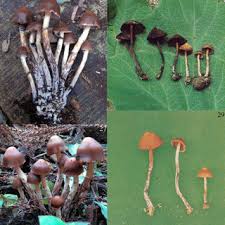 Attēlu rezultāti vaicājumam “Psilocybe sp.”