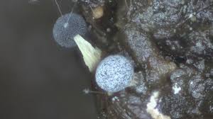 Attēlu rezultāti vaicājumam “Didymium squamulosum”