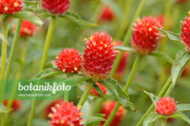 Image result for Kugelamarant