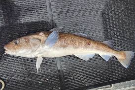 Image result for Gadus macrocephalus