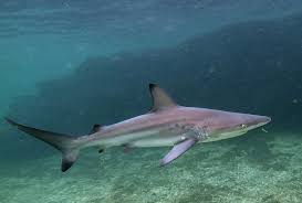 Image result for Carcharhinus limbatus