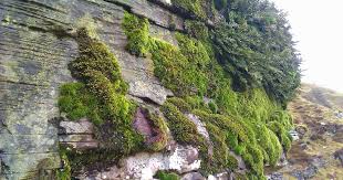 Attēlu rezultāti vaicājumam “Antitrichia curtipendula”