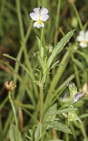Attēlu rezultāti vaicājumam “Viola arvensis”